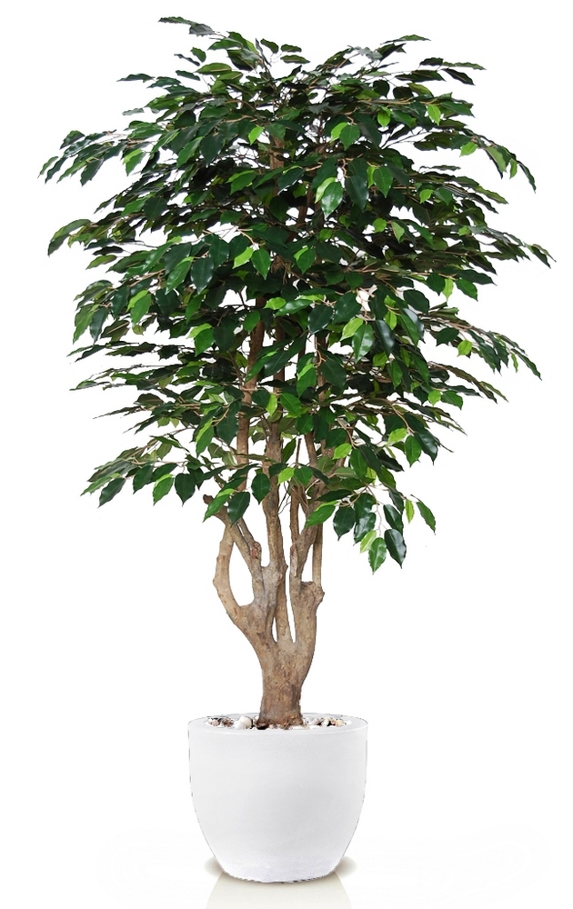 Ficus Exotica Malabar 
